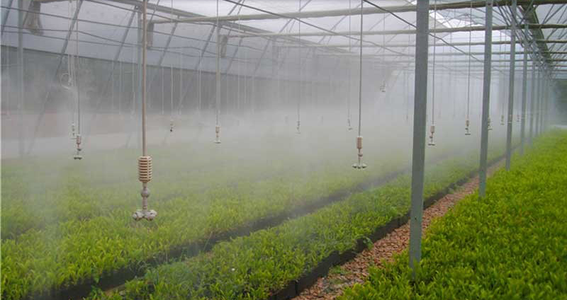 استفاده از سیستم مه پاش در گلخانه